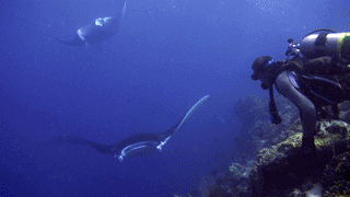 Mantas and diver