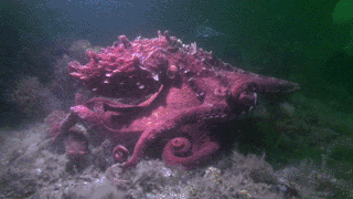 Cruising octopus